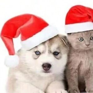 BRAND NEW Pet Christmas Santa Hat